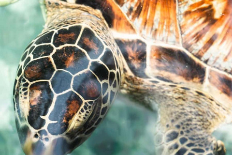 JASKINIA SALAAM: Pływanie z żółwiami i kolacja w restauracji The RockWycieczka obejmuje Odbiór z hotelu i transport powrotny