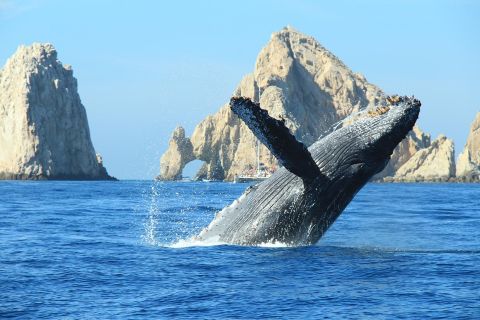 Cabo San Lucas: Wycieczka w małej grupie z obserwacją wielorybów