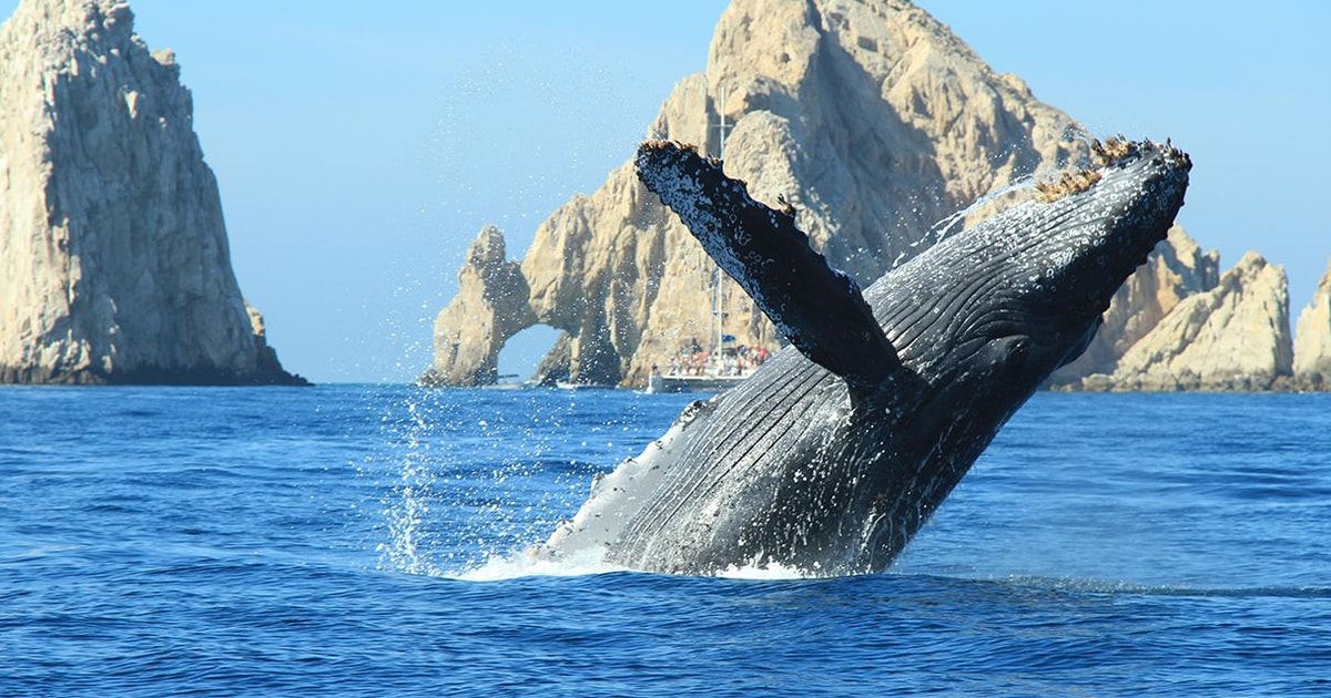 Cabo San Lucas: Up Close Whale Watching Small Group Tour | GetYourGuide