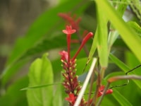 El Yunque National Rainforest, Walk Walk et Beach Trip - Housity