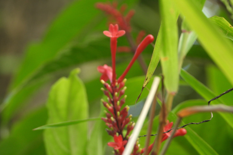 El Yunque National Rainforest: Nature Walk and Beach Trip