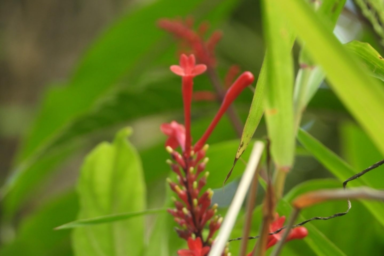 Nationaal regenwoud El Yunque: natuurwandeling en strandtrip