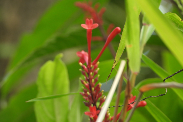 El Yunque National Rainforest: Nature Walk and Beach Trip