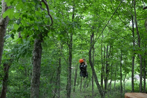 Lexington: Fully Guided Zipline Canopy Tour