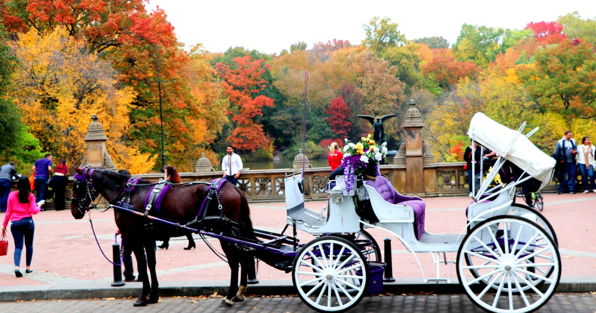 horse buggy ride central park