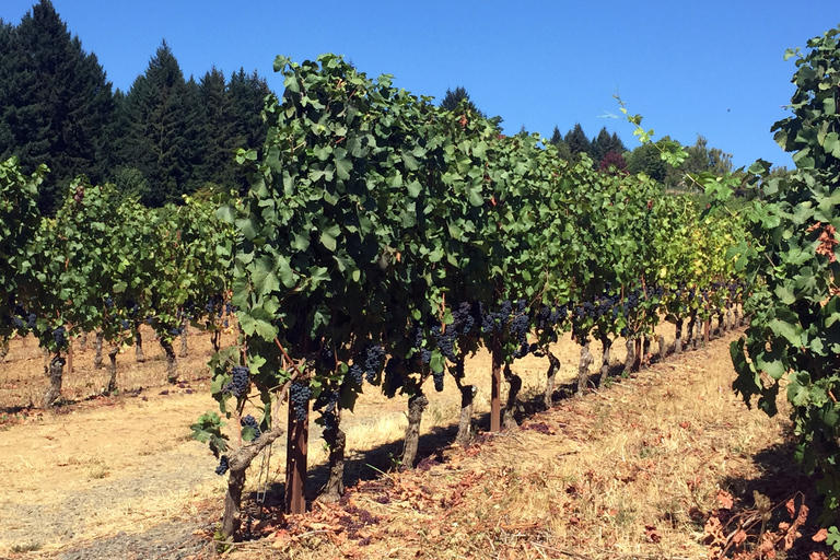 Desde Portland: bodegas de personajes de Willamette Valley