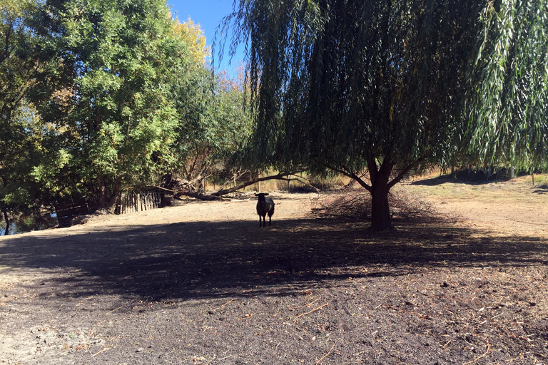 Desde Portland: bodegas de personajes de Willamette Valley