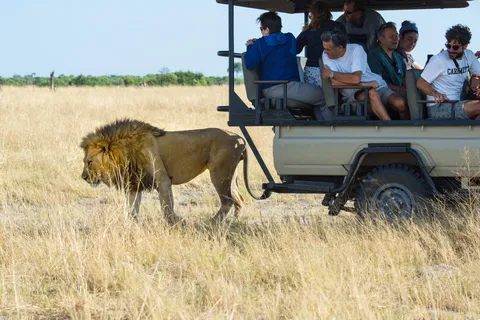 Maun: Private Guided Day Safari in Moremi Game Reserve