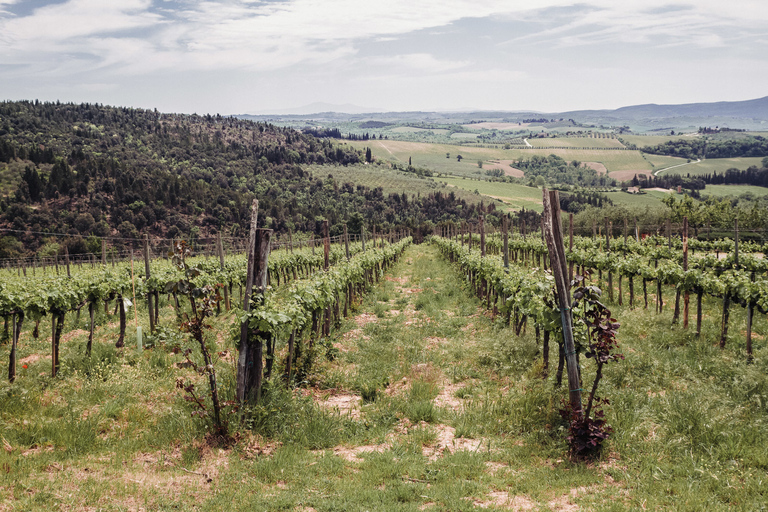 Florencja: Siena, San Gimignano i degustacja wina Chianti