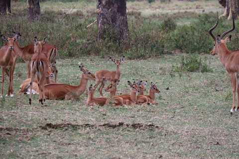 From Nairobi: Lake Naivasha, & Crescent Island Tour