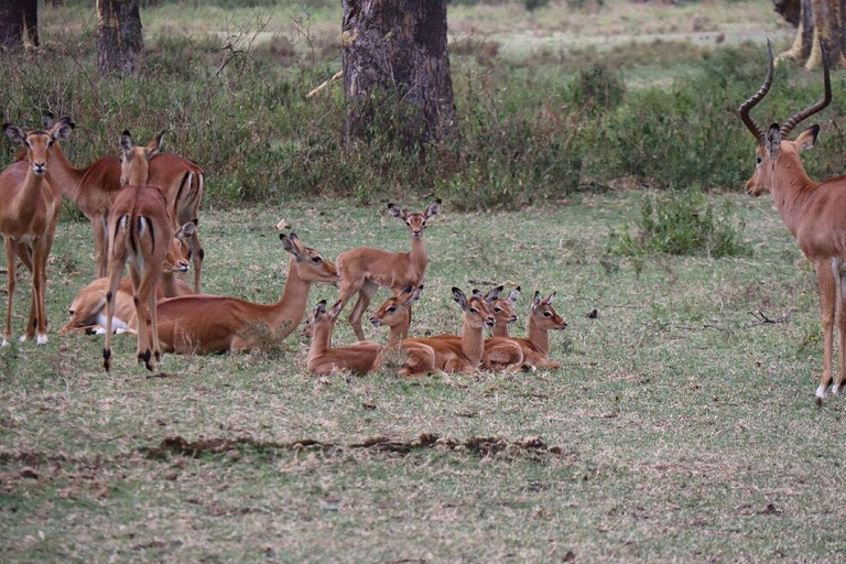 From Nairobi: Lake Naivasha, & Crescent Island Tour