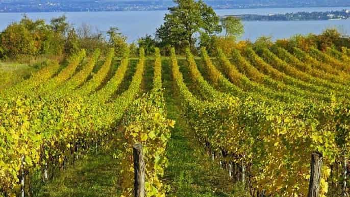 from sirmione lugana wine tour