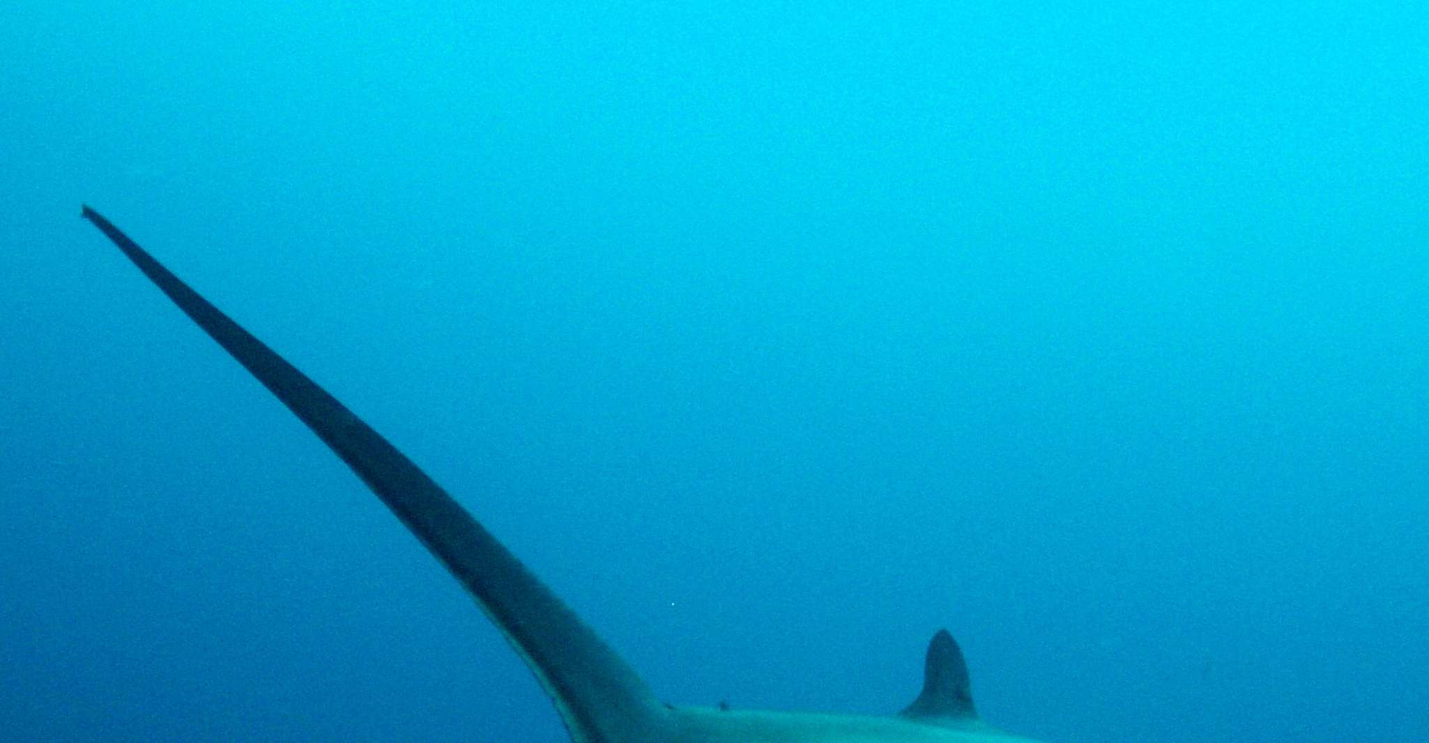 Malapascua, Advance Divers Shark Plongée et transfert facultatif - Hizvo