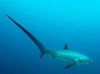 Malapascua, Advance Divers Shark Plongée et transfert facultatif - Hizvo