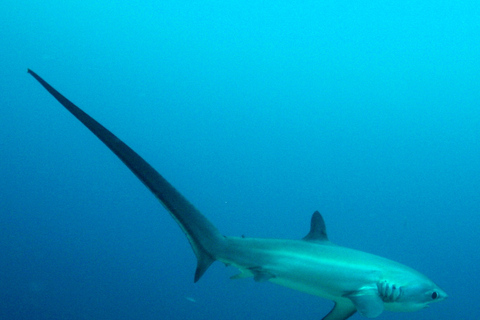 Malapascua: Advance Divers Shark Dive & Transfer opcionalBuceo con el tiburón zorro