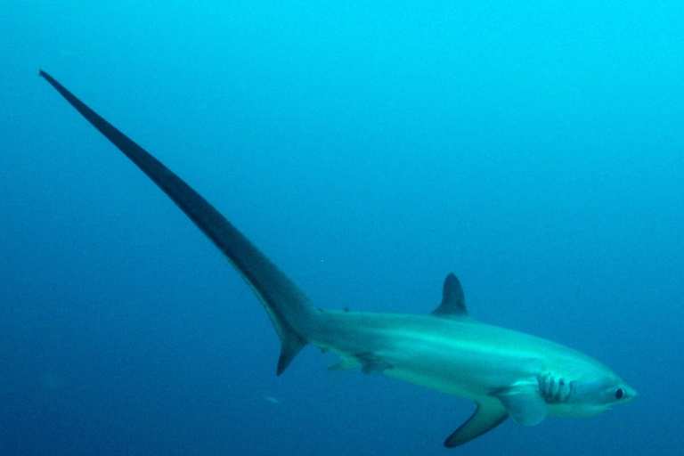 Malapascua: Advance Divers Shark Dive & Optional Transfer Thresher Shark Dive