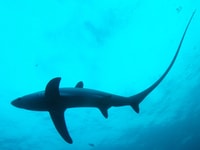 Malapascua, Advance Divers Shark Plongée et transfert facultatif - Hizvo