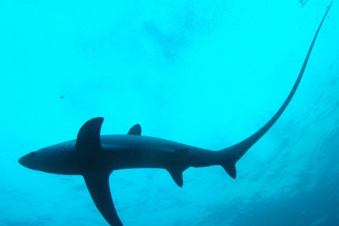 Malapascua: Plongée avec requin Advance Divers et transfert facultatifPlongée Requin Renard