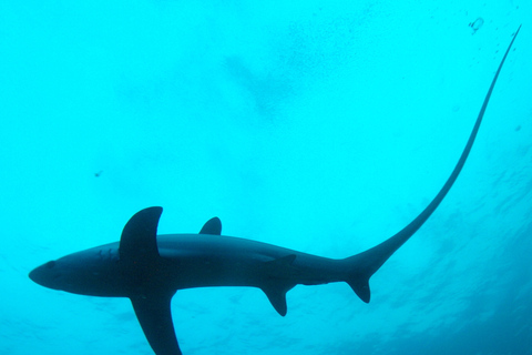 Malapascua: Advance Divers Shark Dive & Transfer opcionalBuceo con el tiburón zorro