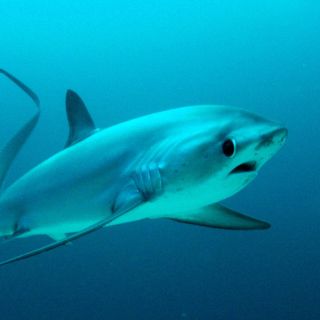 Malapascua: Advance Divers Shark Dive & Optional Transfer