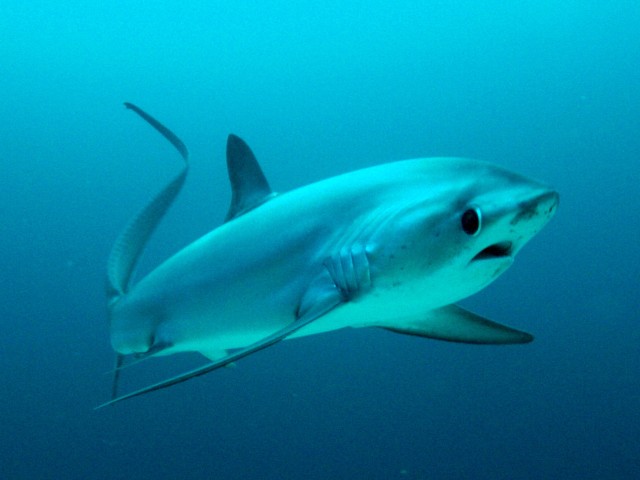 Visit Malapascua Advance Divers Shark Dive & Optional Transfer in Malapascua Island