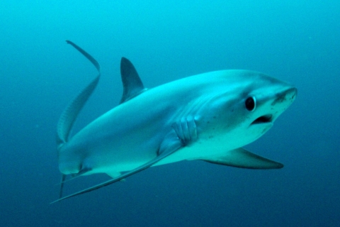 Malapascua: Advance Divers Shark Dive & Transfer opcionalDiez inmersiones con tiburones con traslados de ida y vuelta desde Cebu o Mactan