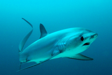 Malapascua: Advance Divers Shark Dive & Transfer opcionalDiez inmersiones con tiburones con traslados de ida y vuelta desde Cebu o Mactan