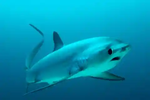 Malapascua: Advance Divers Shark Dive & valfri transfer