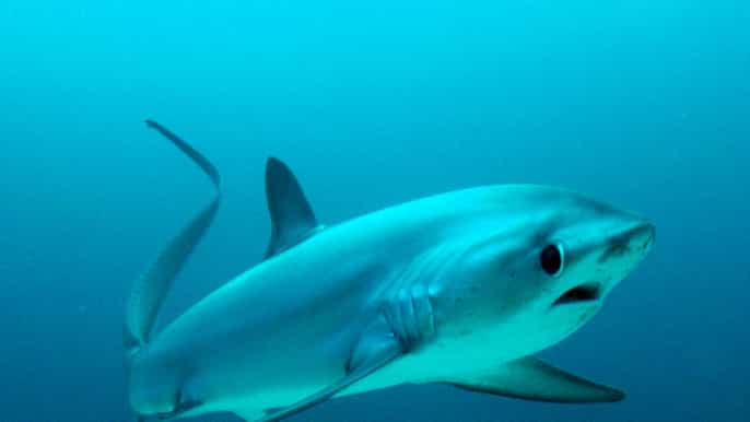 malapascua advance divers shark dive optional transfer