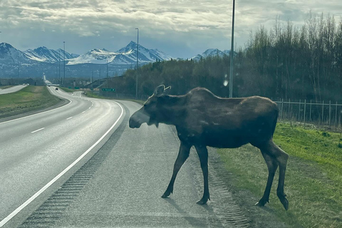 Anchorage: Glacier & Wildlife Discovery Tour (7-hours)