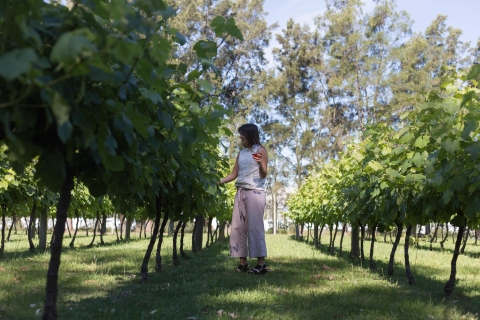 Montevideo: 1,5-stündiger Weingutbesuch mit Verkostungen