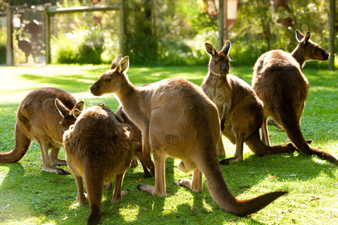 Da Melbourne: tour giornaliero della fauna selvatica e del vino della Yarra Valley