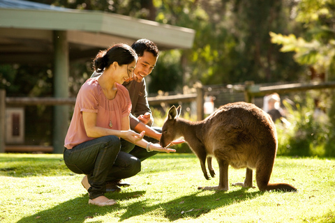 Au départ de Melbourne : Excursion d&#039;une journée dans la Yarra Valley (faune et vins)