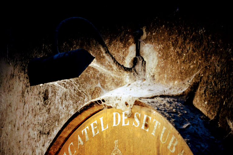 Lisbonne: visite de la ville du sud et visite culturelle avec vinJournée complète au parc naturel d'Arrábida avec dégustation de vin