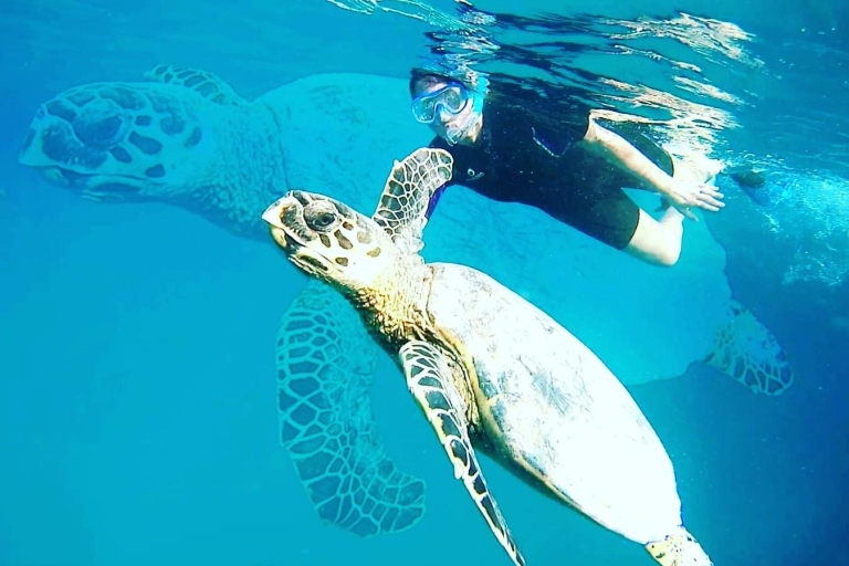 Marsa Alam: Private Snorkeling Trip with Dugong and Turtles