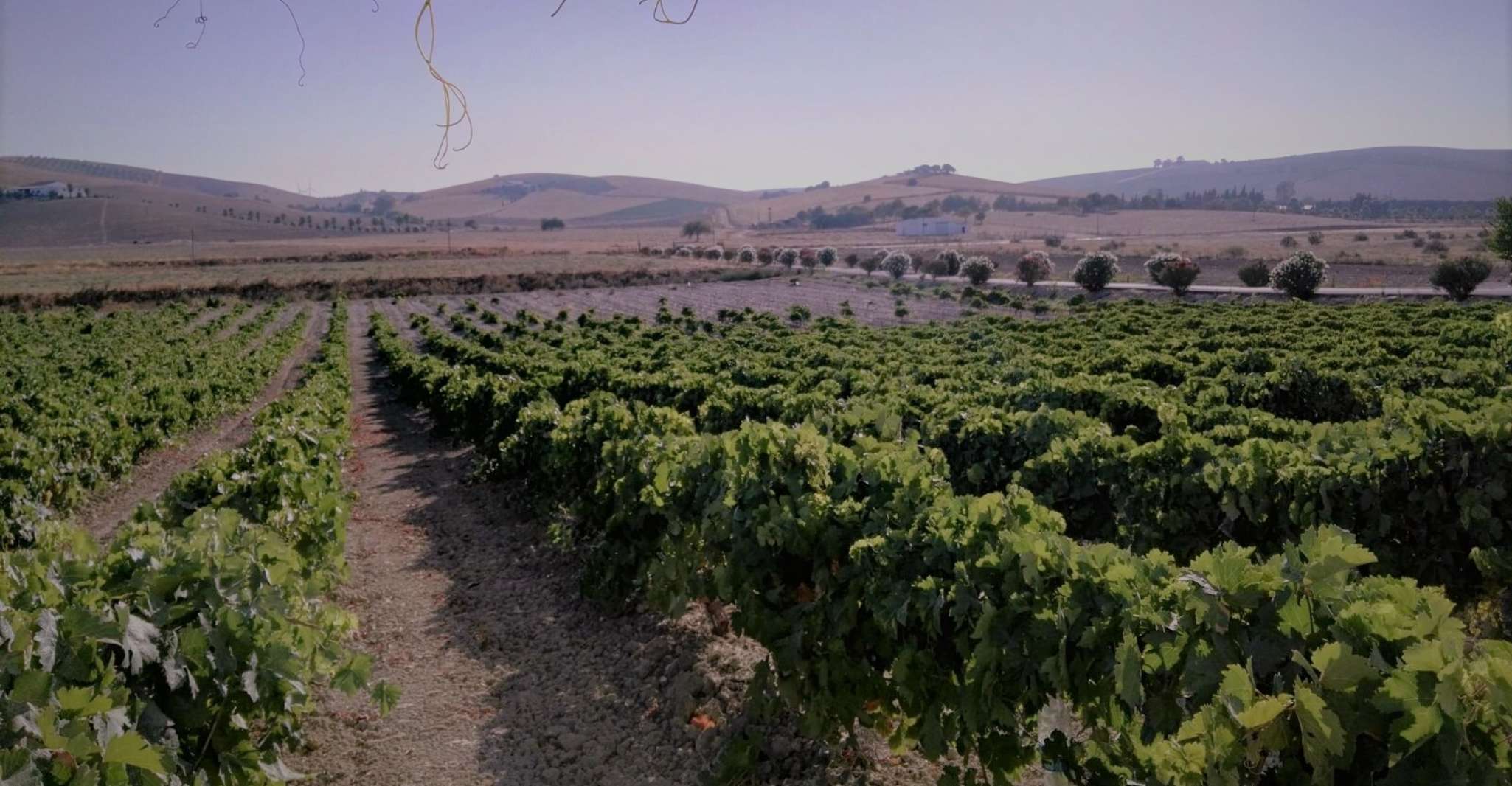 From Seville: Cadiz and Jerez de la Frontera Day Trip photo 4