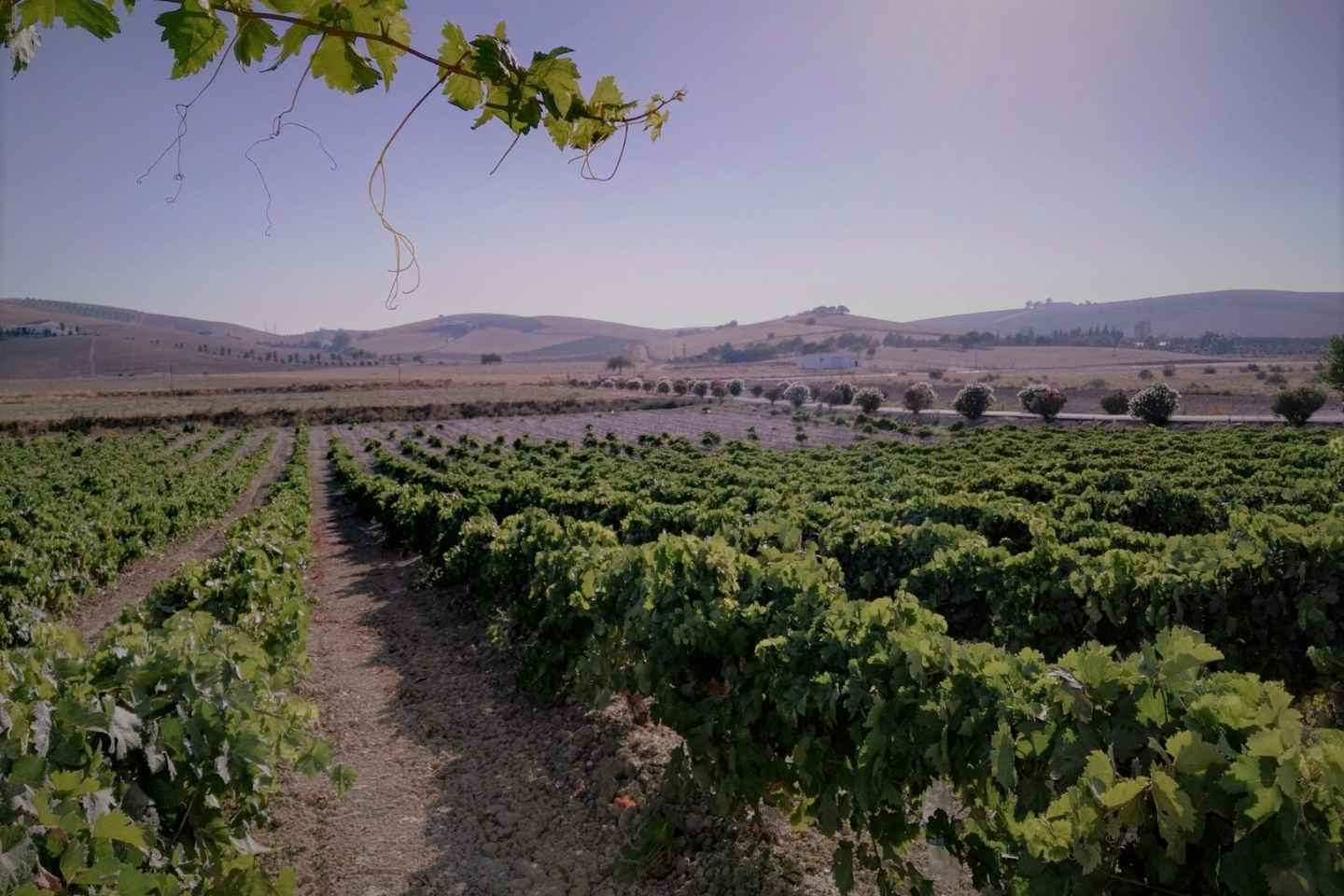 From Seville: Cadiz and Jerez de la Frontera Day Trip