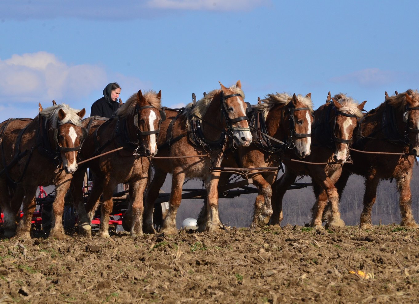 Lancaster County: Amish-landbrug, museumstur, gårdbesøg