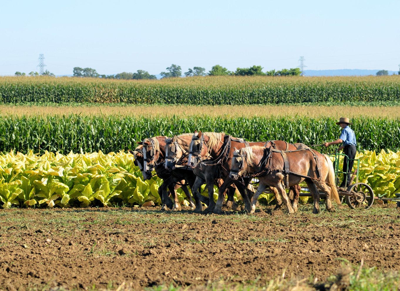 Lancaster County: Amish-landbrug, museumstur, gårdbesøg