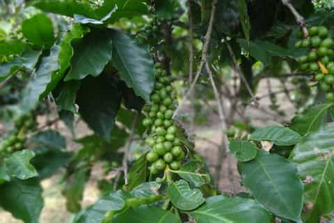 Antigua: Full-Day Private Coffee Tour From Guatemala City