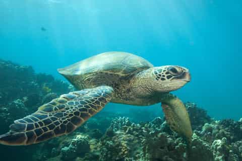 Hilo: Sea Turtle Lagoon and Black Sand Beach Snorkel