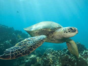 Hilo, Hawaii: Schildkröten + Schnorcheln am schwarzen Strand Hilo, Hawaii: Schildkröten + Schnorcheln am schwarzen Strand