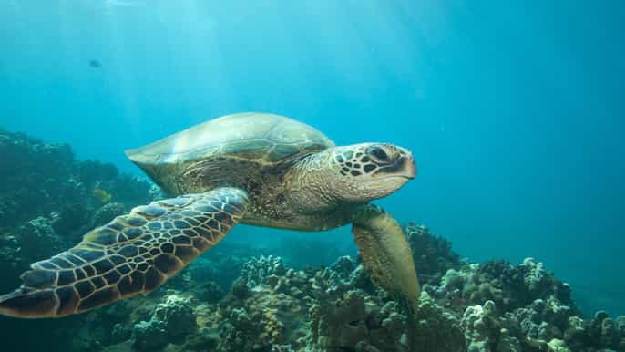 hilo sea turtle lagoon and black sand beach snorkel