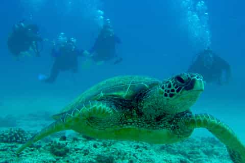 Hilo: Introductory 1 Tank Beach Dive