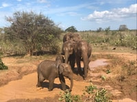 Da Colombo, tour privato di 8 giorni dello Sri Lanka con trasporti - Hizvo