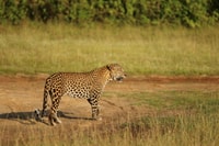 Da Colombo, tour privato di 8 giorni dello Sri Lanka con trasporti - Hizvo