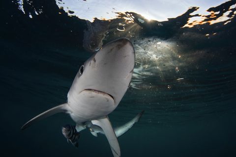 Kaapstad: kooiduiken met haaien