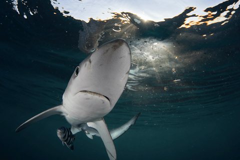 Cape Town: Shark Cage Dive Shark Cage Dive with Meeting Point