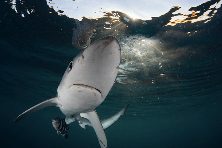 Cape Town: Shark Cage Dive Shark Cage Dive with Meeting Point