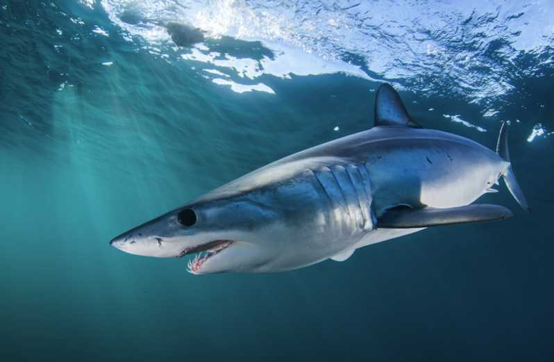 Cape Town: scufundare în cușca rechinilor